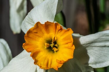 daffidil blossom.jpg