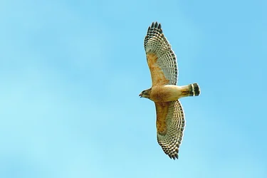 $red shoulder hawk 6.webp