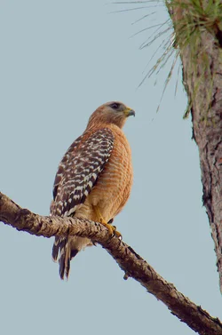 $red shoulder hawk.webp