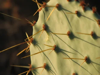 $Cacti_by_viperscout123.webp