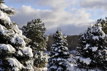 $snow 002 (4) (1280x850).webp