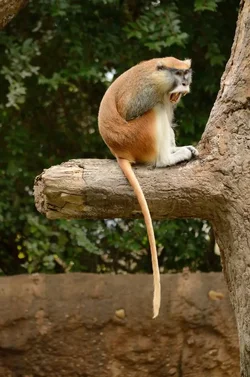 $Zoo_0011_zps4d91142f.webp