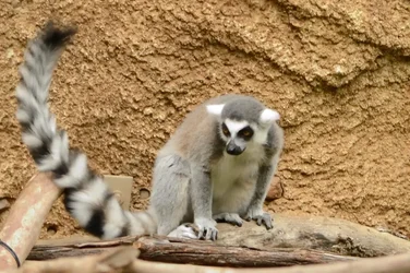 $Zoo_0010_zps05d0ee69.webp $Zoo_0010_zps05d0ee69.webp