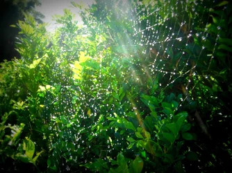$rsz_dscf4299.webp