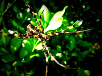 $rsz_1dscf4303.webp