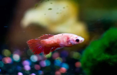 $fighterfish4_edited-1.webp $fighterfish4_edited-1.webp