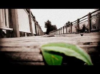 $Leaf and Bridge.webp
