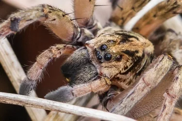 $Spider.webp