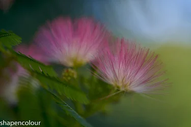 12745 Sony 135GM Albizia julibrissin Boubri.webp