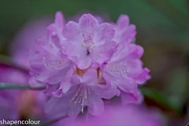 17404 Sony GM135.webp