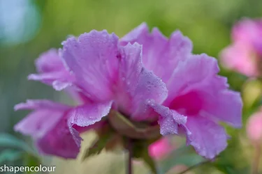 17660 Voigtlander Apo Macro Lanthar 60.webp