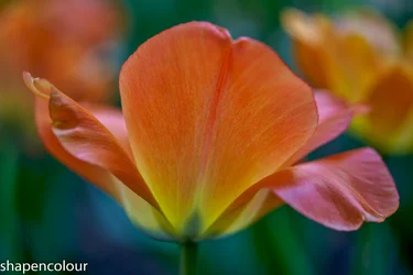 17664  Voigtlander Apo Macro Lanthar 65.webp