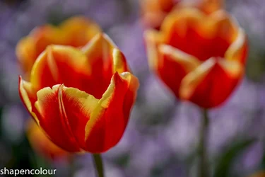 17677 Sony G Macro 90_.webp