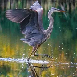Heron-01.webp