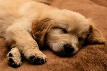 Amber at 9 Weeks 1999 x1333.webp
