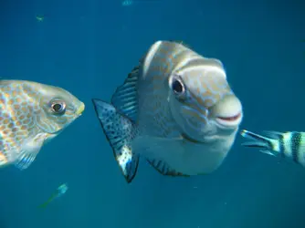 Pulau Tioman Fish.webp