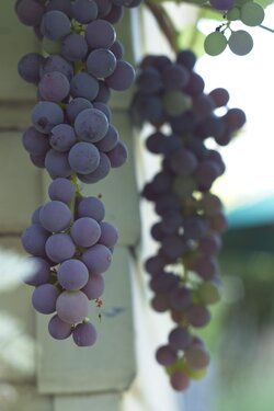 Grapes.jpg