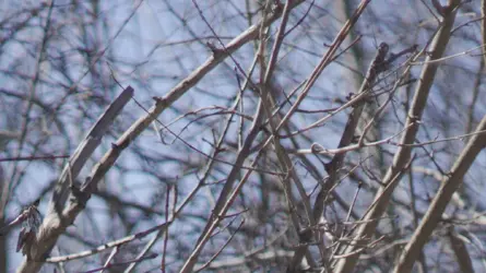 V3N01123a-Crop.webp