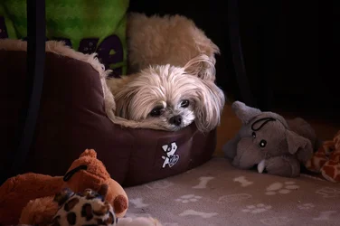 $dog2.webp