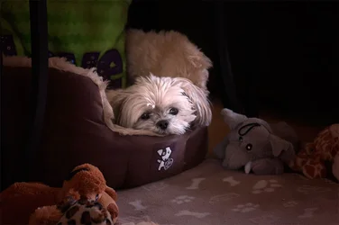 $dog4.webp