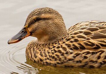 $Female Mallard Swimming 2-Edit.jpg