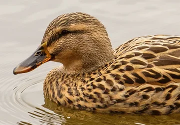 $Female Mallard Swimming 2-Edit.webp $Female Mallard Swimming 2-Edit.webp