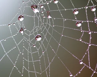 $drops.webp