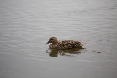 $Female Mallard Swimming.webp