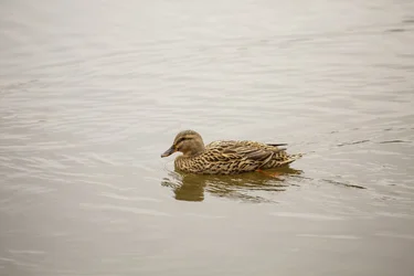 $Female Mallard Swimming.webp
