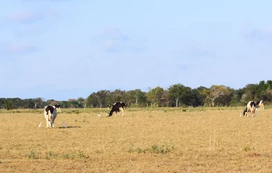 $Cows rsz.webp