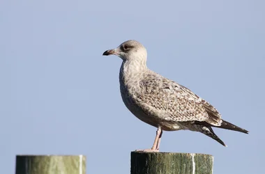 $gull 3.webp