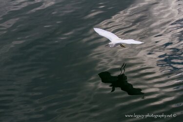 $Seagull over the water - 2.jpg