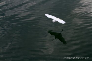 $Seagull over the water - 3.jpg