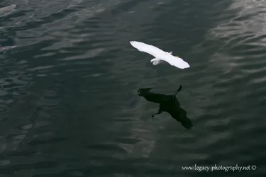 $Seagull over the water - 3.webp $Seagull over the water - 3.webp