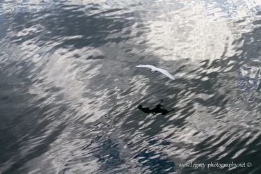 $Seagull over the water.webp $Seagull over the water.webp