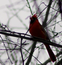 $cardinal.webp