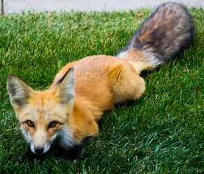 $Red Fox.webp