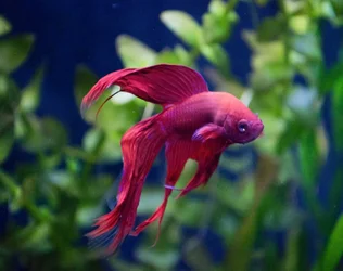 $Mr.Red1_edited-3.webp $Mr.Red1_edited-3.webp