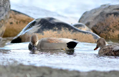 $Gadwall 1.webp