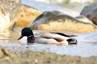 $Mallard 2.webp