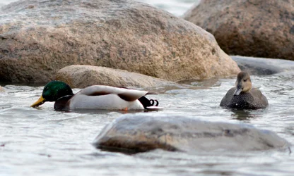 $Mallard 3.webp