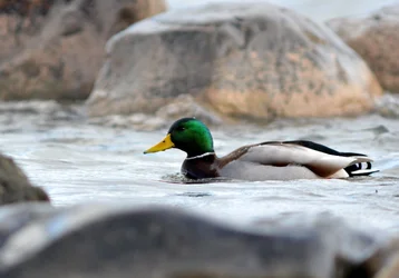 $Mallard 4.webp
