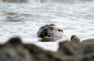 $Mallard 5.webp