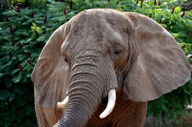 $Elephant 1_edited-2.webp