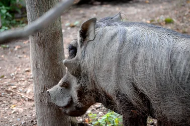 $Warthog 1_edited-2.webp