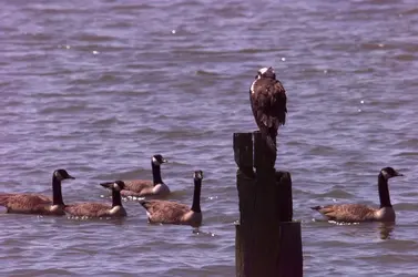 $osp_geese.webp
