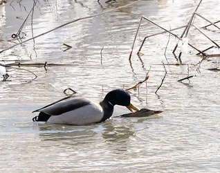 $randy-mallard.webp $randy-mallard.webp