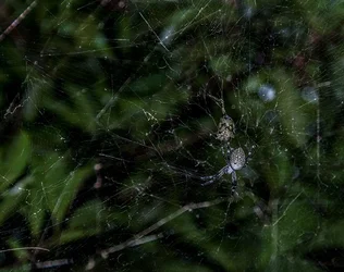 $spider1forum.webp