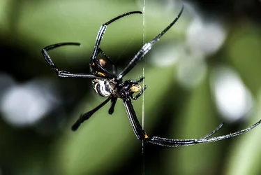 $spider2forum.webp