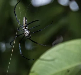 $spider3forum.webp